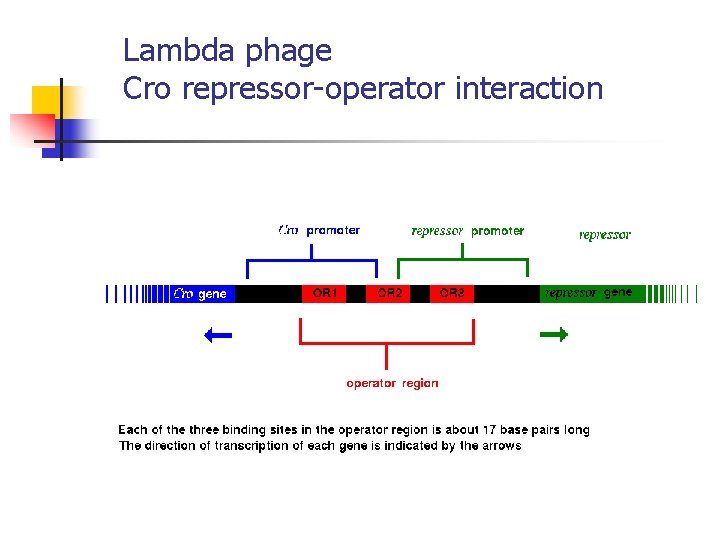 Lambda phage Cro repressor-operator interaction 