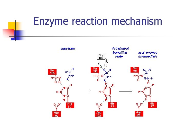 Enzyme reaction mechanism 