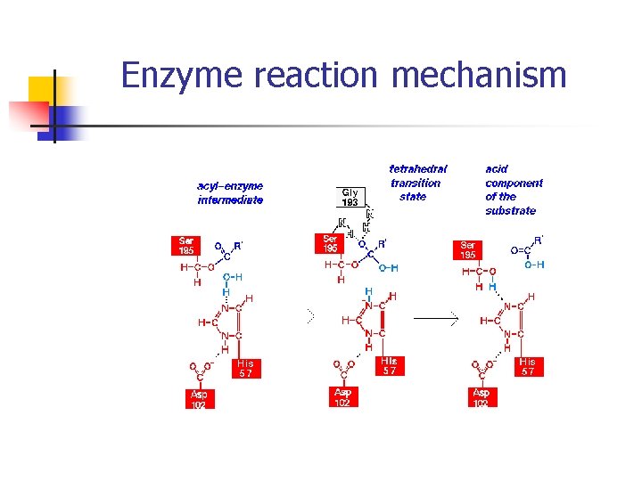 Enzyme reaction mechanism 