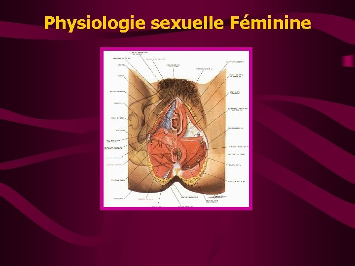 Physiologie sexuelle Féminine 