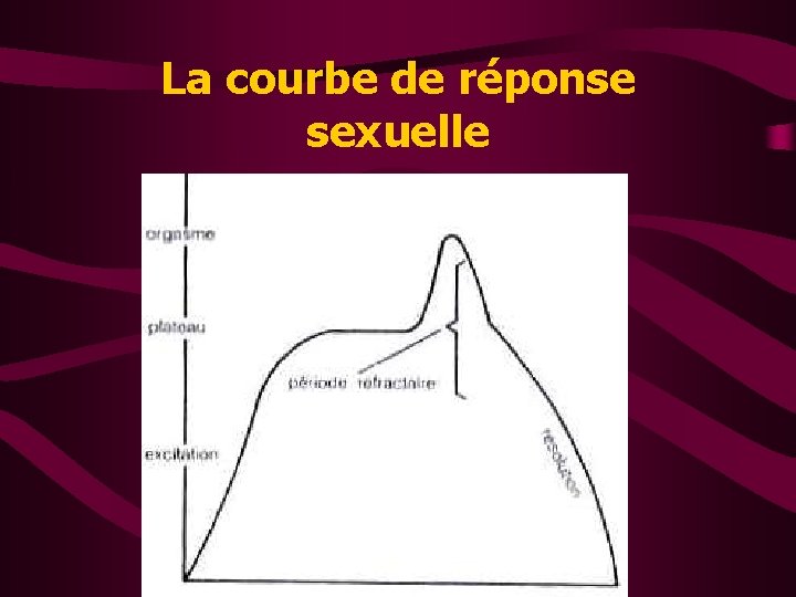 La courbe de réponse sexuelle 