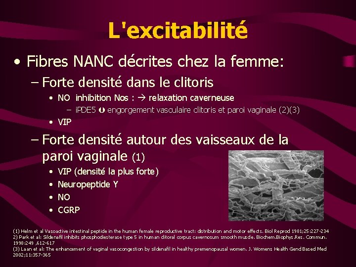 L'excitabilité • Fibres NANC décrites chez la femme: – Forte densité dans le clitoris