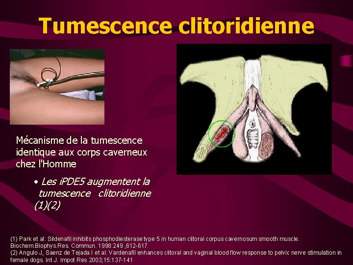 Tumescence clitoridienne Mécanisme de la tumescence identique aux corps caverneux chez l'Homme • Les