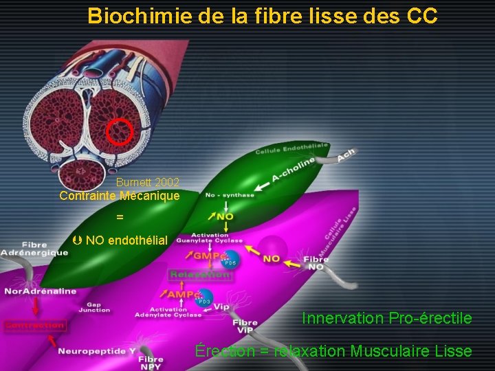 Biochimie de la fibre lisse des CC Burnett 2002 Contrainte Mécanique = NO endothélial