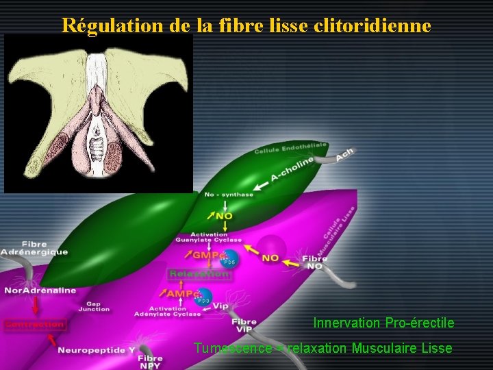 Régulation de la fibre lisse clitoridienne Innervation Pro-érectile Tumescence = relaxation Musculaire Lisse 