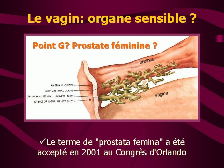 Le vagin: organe sensible ? Point G? Prostate féminine ? üLe terme de "prostata