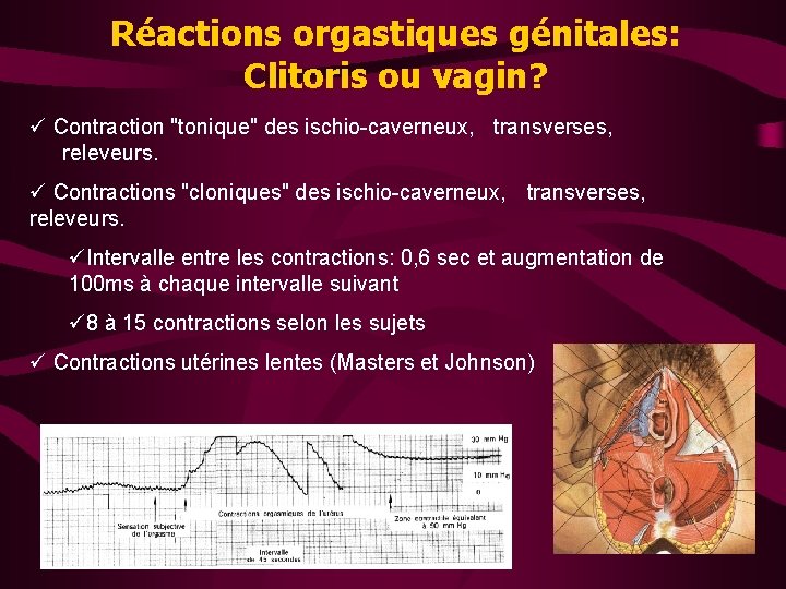 Réactions orgastiques génitales: Clitoris ou vagin? ü Contraction "tonique" des ischio-caverneux, transverses, releveurs. ü