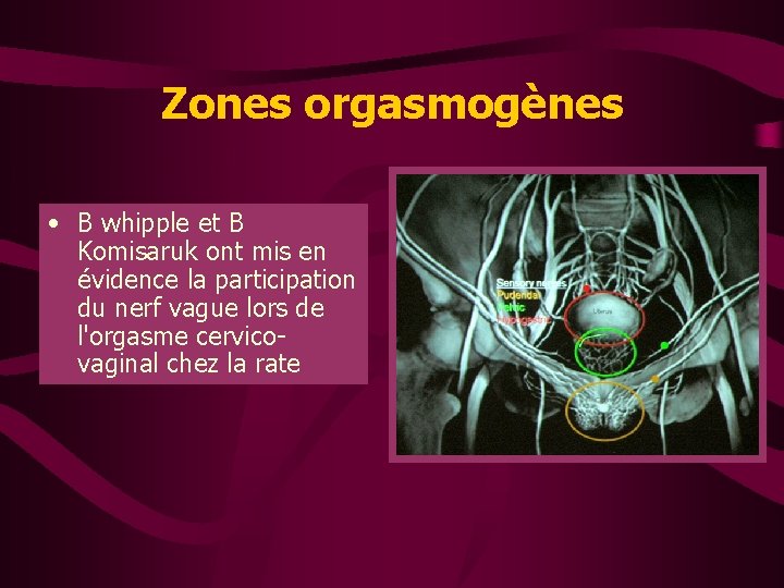 Zones orgasmogènes • B whipple et B Komisaruk ont mis en évidence la participation