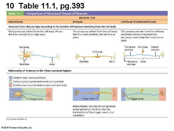 10 Table 11. 1, pg. 393 © 2016 Pearson Education, Inc. 