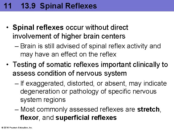 11 13. 9 Spinal Reflexes • Spinal reflexes occur without direct involvement of higher