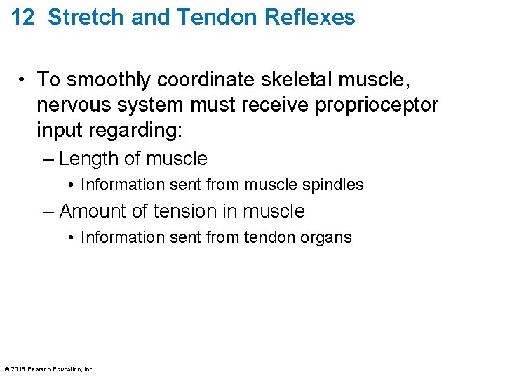 12 Stretch and Tendon Reflexes • To smoothly coordinate skeletal muscle, nervous system must