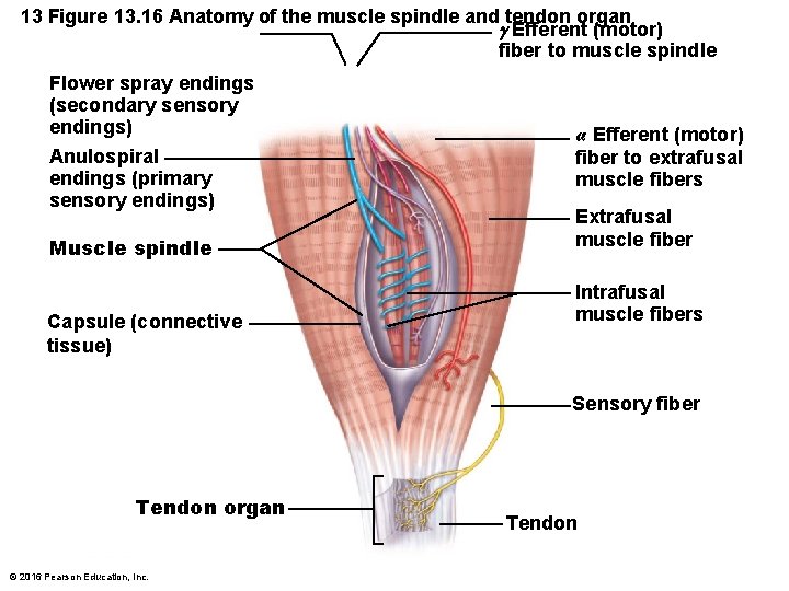 13 Figure 13. 16 Anatomy of the muscle spindle and tendon organ. Efferent (motor)