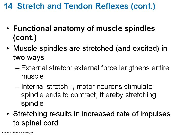 14 Stretch and Tendon Reflexes (cont. ) • Functional anatomy of muscle spindles (cont.