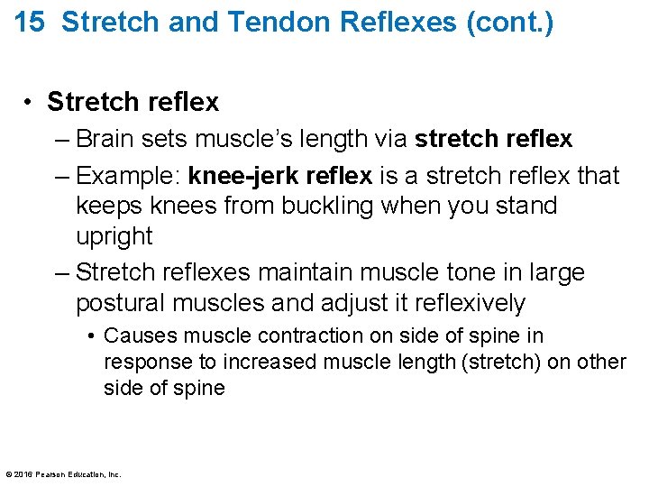 15 Stretch and Tendon Reflexes (cont. ) • Stretch reflex – Brain sets muscle’s