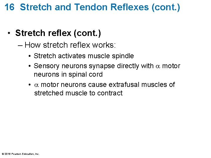 16 Stretch and Tendon Reflexes (cont. ) • Stretch reflex (cont. ) – How