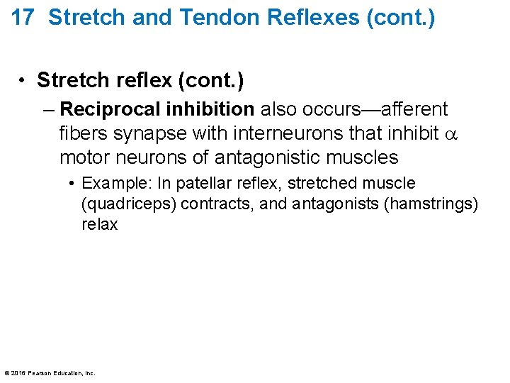 17 Stretch and Tendon Reflexes (cont. ) • Stretch reflex (cont. ) – Reciprocal