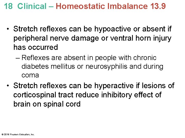18 Clinical – Homeostatic Imbalance 13. 9 • Stretch reflexes can be hypoactive or