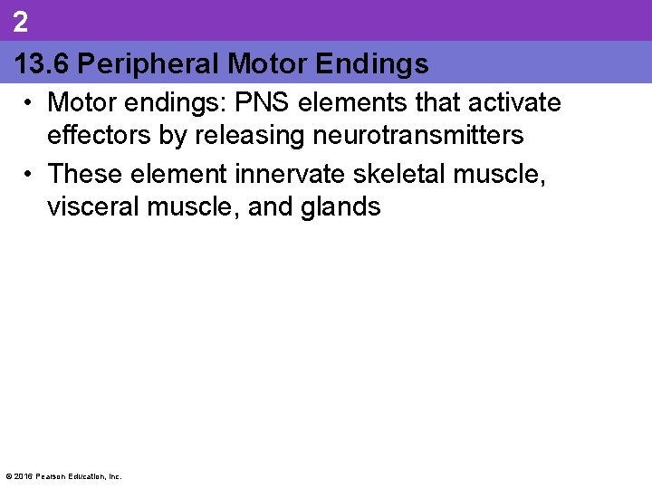 2 13. 6 Peripheral Motor Endings • Motor endings: PNS elements that activate effectors