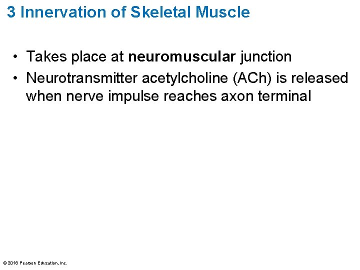 3 Innervation of Skeletal Muscle • Takes place at neuromuscular junction • Neurotransmitter acetylcholine