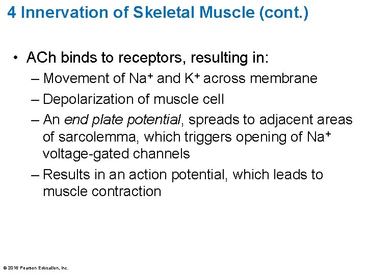 4 Innervation of Skeletal Muscle (cont. ) • ACh binds to receptors, resulting in: