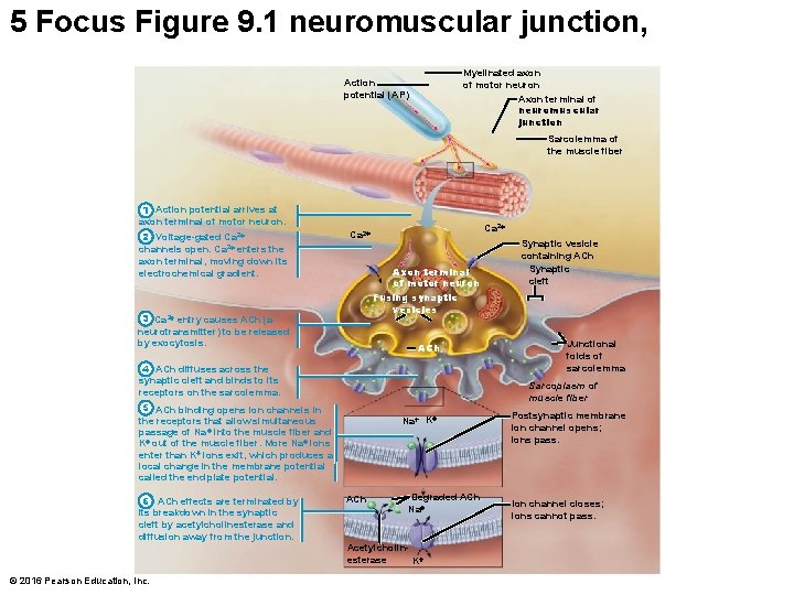 5 Focus Figure 9. 1 neuromuscular junction, Myelinated axon of motor neuron Axon terminal