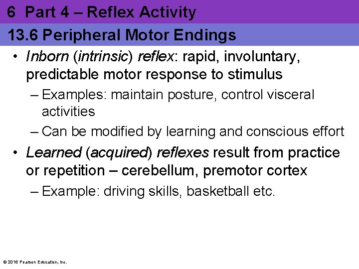 6 Part 4 – Reflex Activity 13. 6 Peripheral Motor Endings • Inborn (intrinsic)