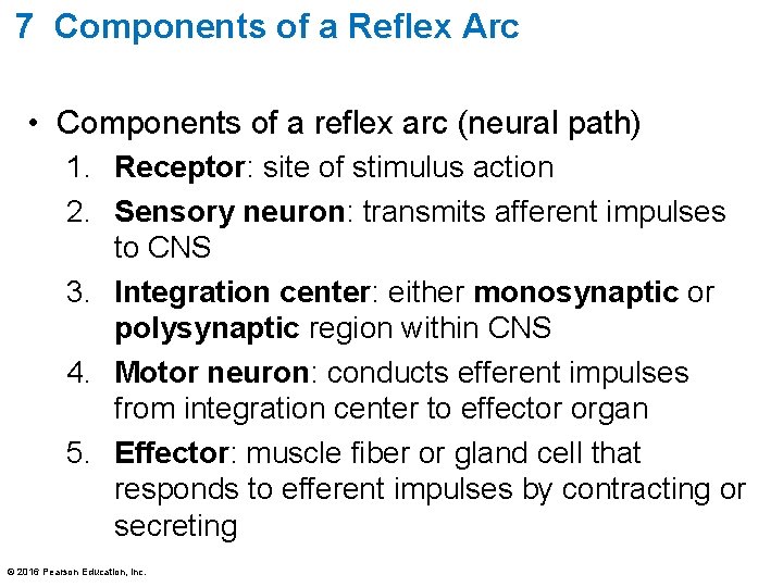 7 Components of a Reflex Arc • Components of a reflex arc (neural path)