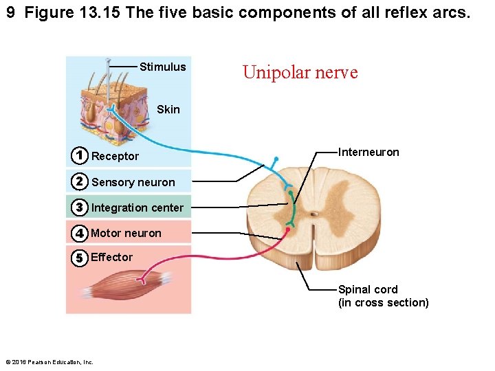 9 Figure 13. 15 The five basic components of all reflex arcs. Stimulus Unipolar
