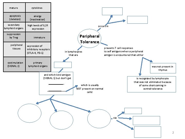 mature apoptosis (deletion) secondary lymphoid organs suppression by Treg peripheral tissues costimulation (SIGNAL 2)