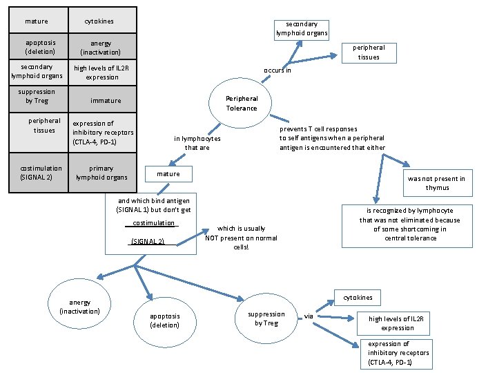 mature cytokines apoptosis (deletion) secondary lymphoid organs anergy (inactivation) secondary lymphoid organs suppression by