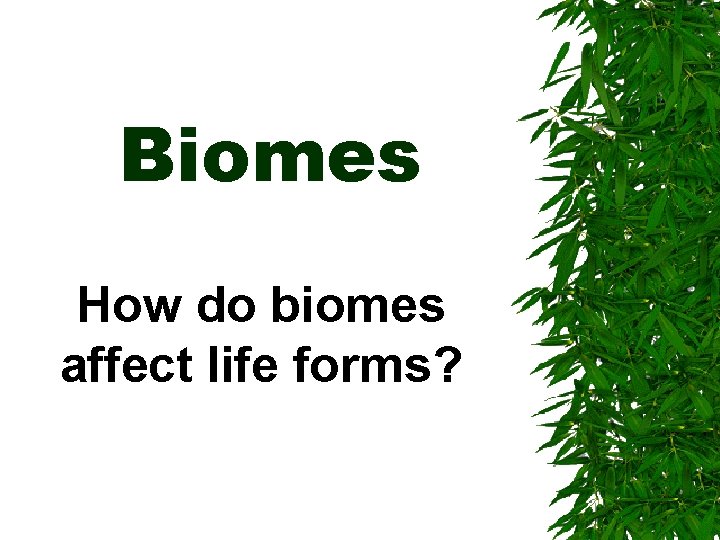 Biomes How do biomes affect life forms? 
