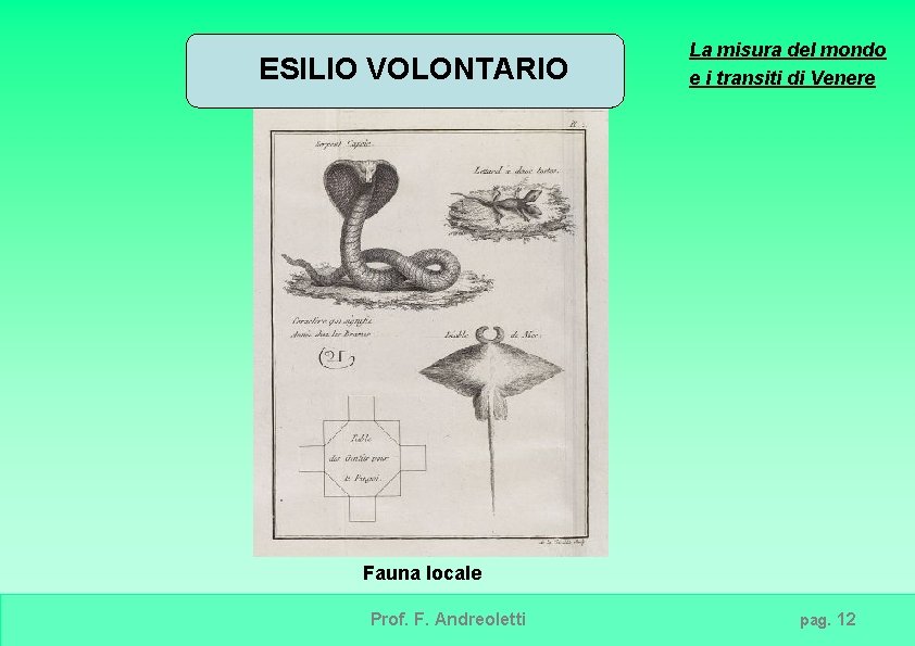 ESILIO VOLONTARIO La misura del mondo e i transiti di Venere Fauna locale Prof.