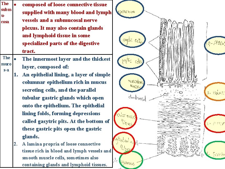 The subm ucosa The muco s-a composed of loose connective tissue supplied with many