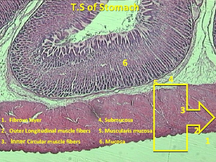 T. S of Stomach 6 5 4 3 1. Fibrous layer 4. Submucosa 2.