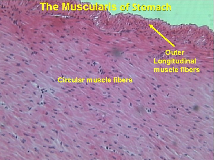 The Muscularis of Stomach Outer Longitudinal muscle fibers Circular muscle fibers 