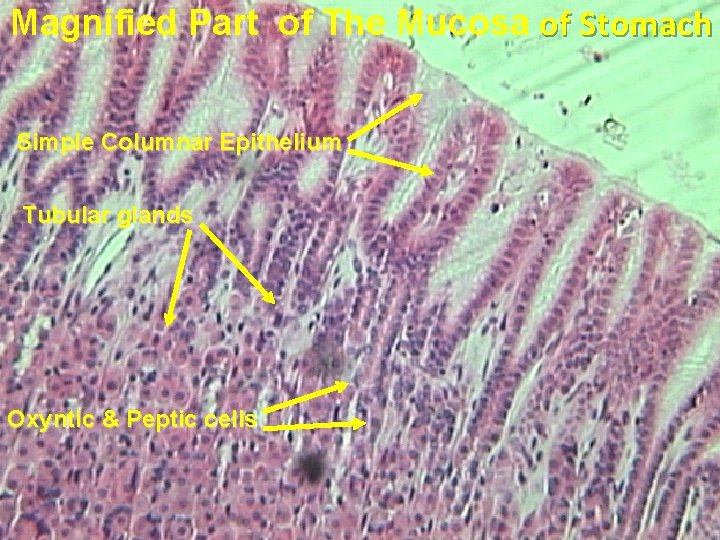 Magnified Part of The Mucosa of Stomach Simple Columnar Epithelium Tubular glands Oxyntic &