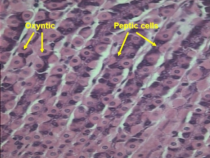 Oxyntic Peptic cells 