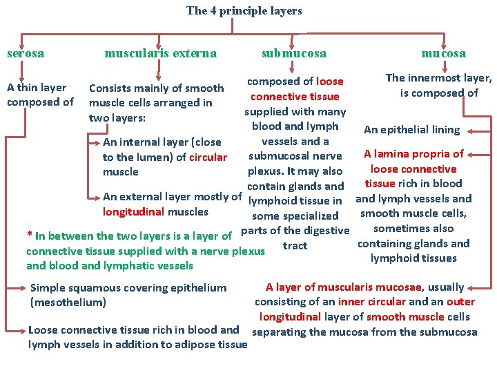 The 4 principle layers serosa muscularis externa submucosa The innermost layer, composed of loose