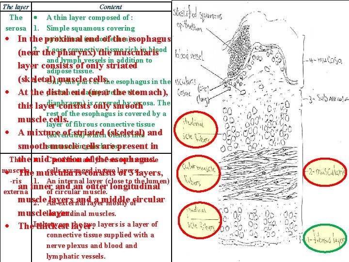 The layer Content The A thin layer composed of : serosa 1. Simple squamous