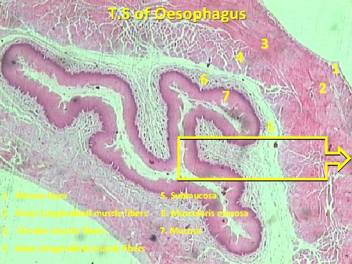 T. S of Oesophagus 4 6 3 2 7 5 1. Fibrous layer 5.