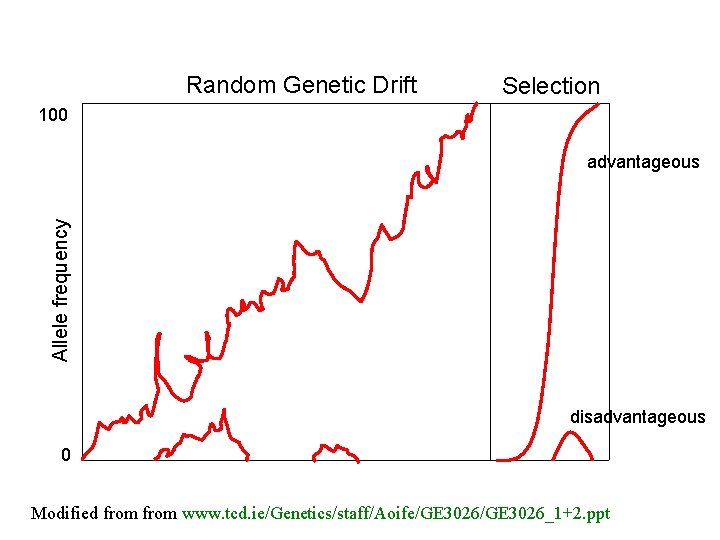 Random Genetic Drift Selection 100 Allele frequency advantageous disadvantageous 0 Modified from www. tcd. Random Genetic Drift Selection 100 Allele frequency advantageous disadvantageous 0 Modified from www. tcd.