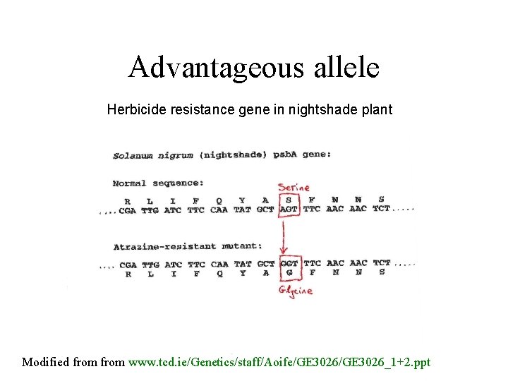 Advantageous allele Herbicide resistance gene in nightshade plant Modified from www. tcd. ie/Genetics/staff/Aoife/GE 3026_1+2. Advantageous allele Herbicide resistance gene in nightshade plant Modified from www. tcd. ie/Genetics/staff/Aoife/GE 3026_1+2.