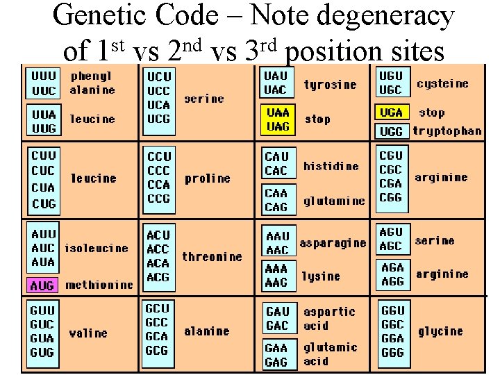 Genetic Code – Note degeneracy of 1 st vs 2 nd vs 3 rd Genetic Code – Note degeneracy of 1 st vs 2 nd vs 3 rd