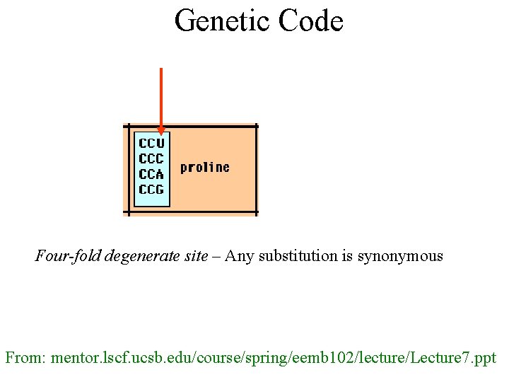 Genetic Code Four-fold degenerate site – Any substitution is synonymous From: mentor. lscf. ucsb. Genetic Code Four-fold degenerate site – Any substitution is synonymous From: mentor. lscf. ucsb.