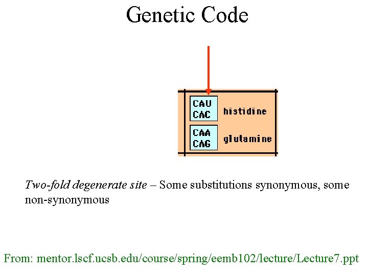 Genetic Code Two-fold degenerate site – Some substitutions synonymous, some non-synonymous From: mentor. lscf. Genetic Code Two-fold degenerate site – Some substitutions synonymous, some non-synonymous From: mentor. lscf.