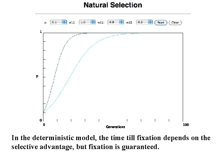 In the deterministic model, the time till fixation depends on the selective advantage, but In the deterministic model, the time till fixation depends on the selective advantage, but