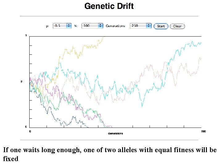 If one waits long enough, one of two alleles with equal fitness will be If one waits long enough, one of two alleles with equal fitness will be