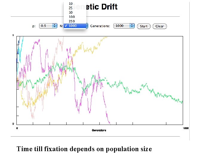 Time till fixation depends on population size Time till fixation depends on population size