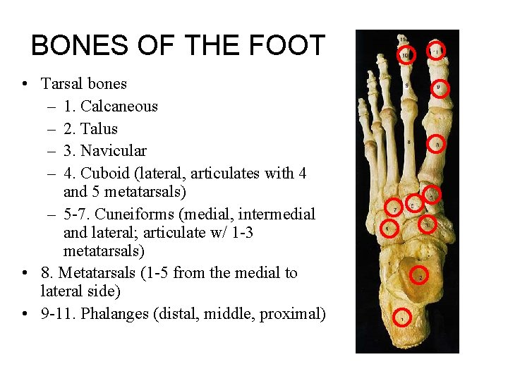 BONES OF THE FOOT • Tarsal bones – 1. Calcaneous – 2. Talus –