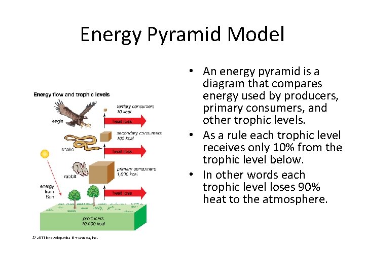 Energy Pyramid Model • An energy pyramid is a diagram that compares energy used